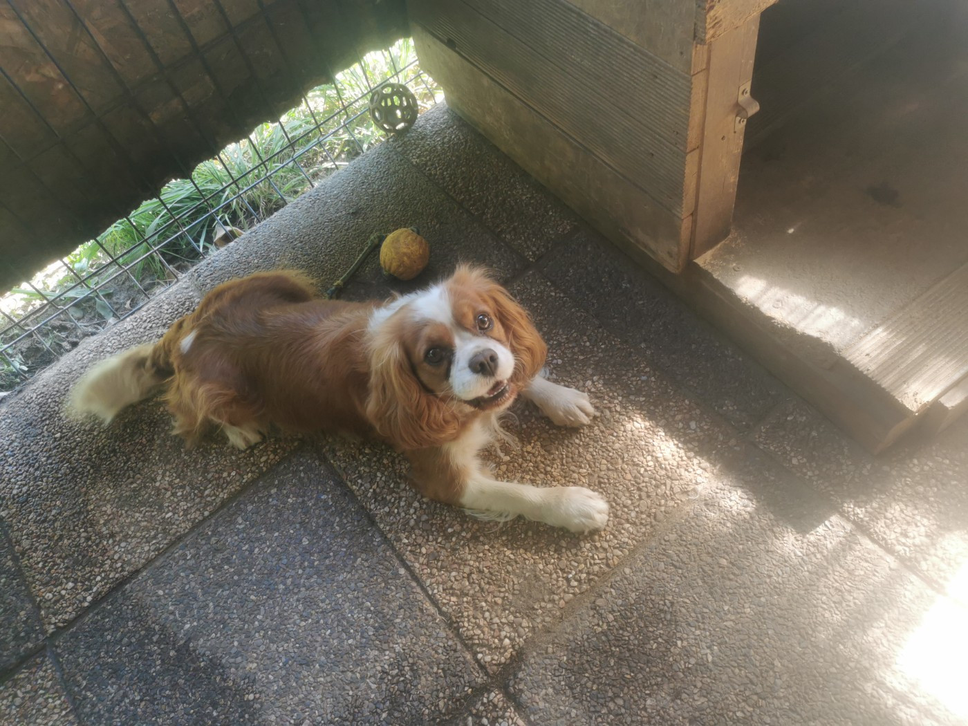 Uline du domaine des quatre pattes