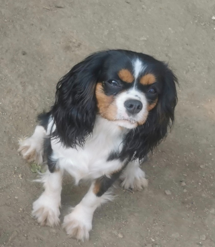 Utopie du domaine des quatre pattes