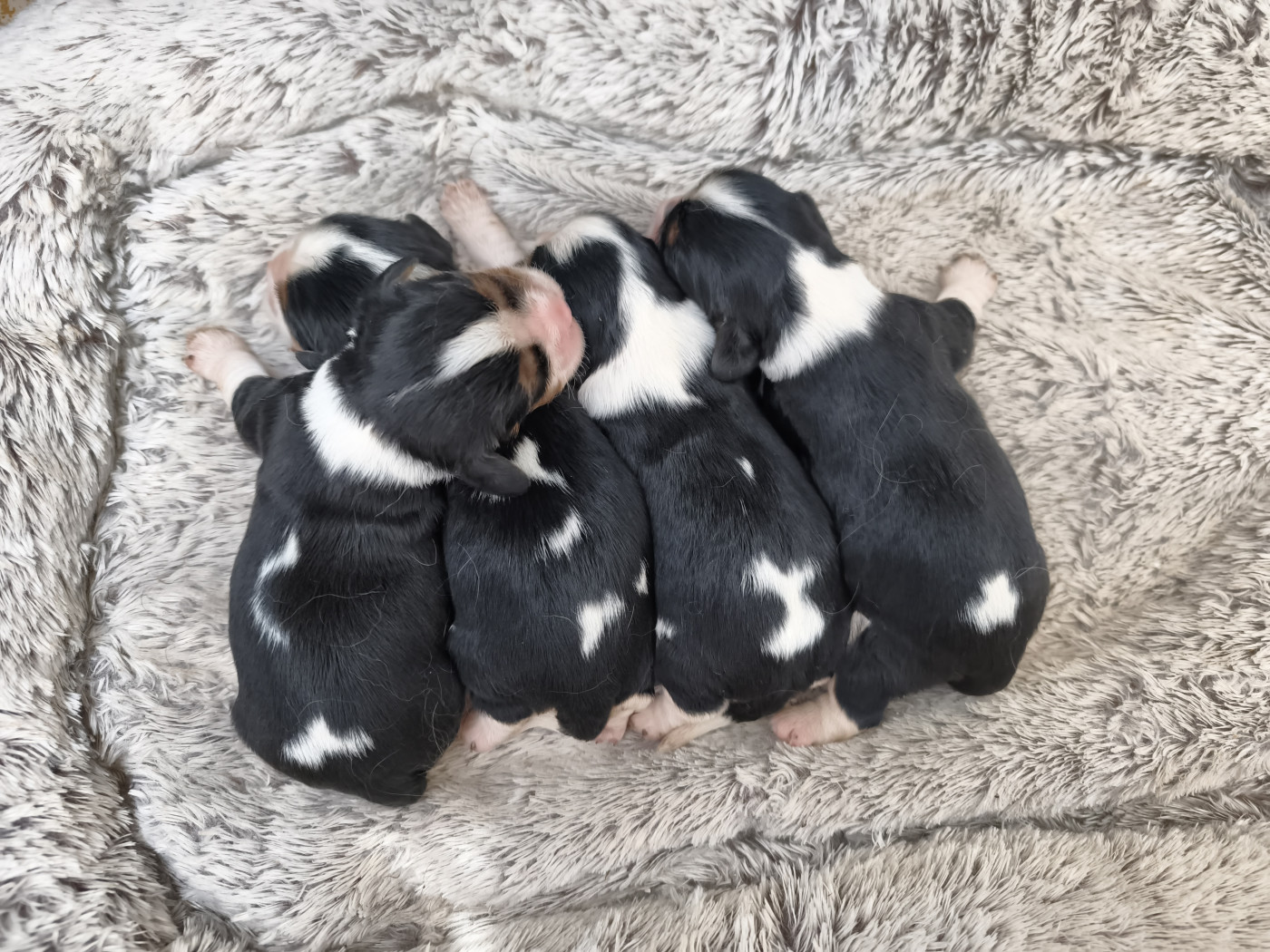 Les Rondoudoux De L'Ile Aux Rêves Bleu - Cavalier King Charles Spaniel - Portée née le 14/04/2026