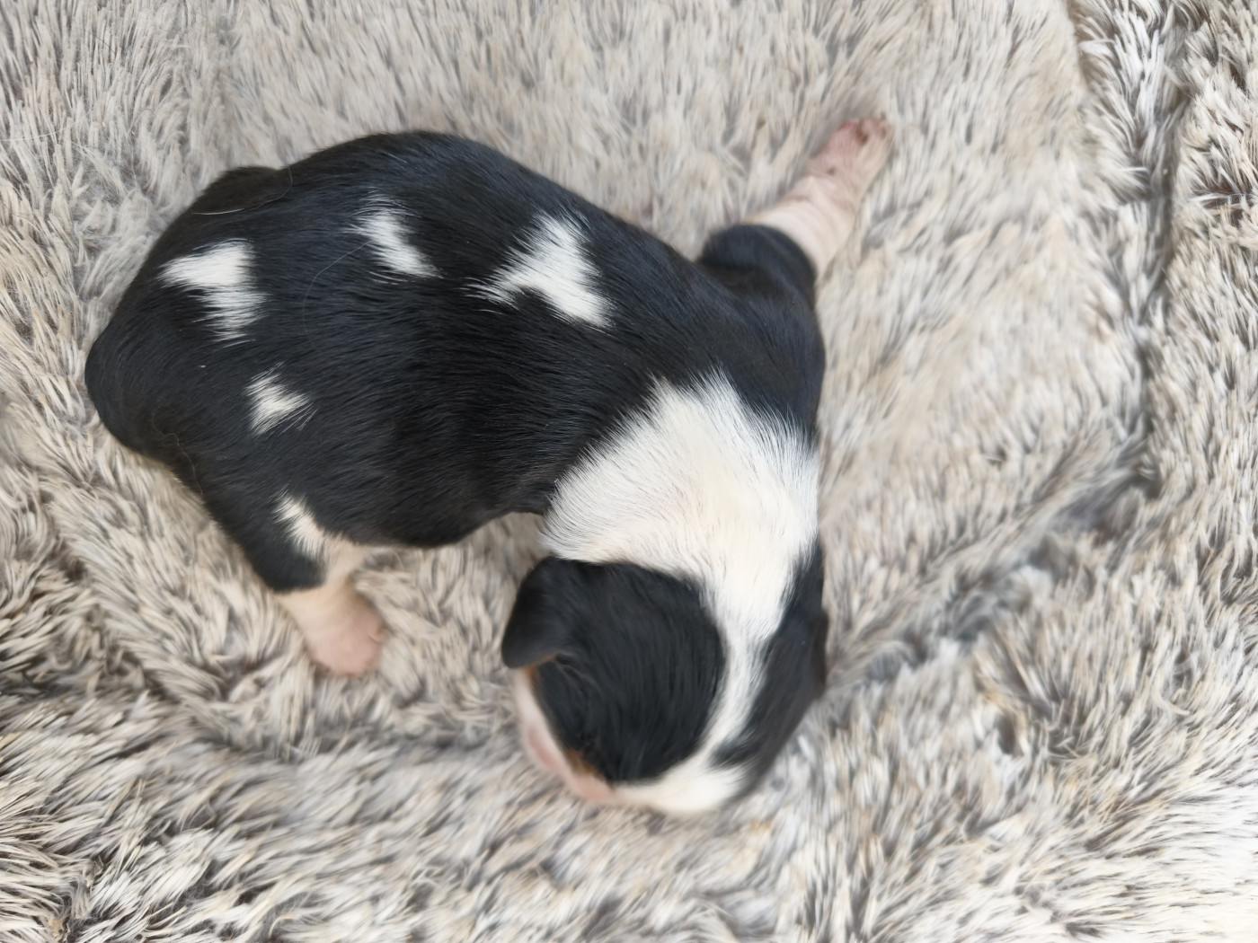 Les Rondoudoux De L'Ile Aux Rêves Bleu - Chiots disponibles - Cavalier King Charles Spaniel