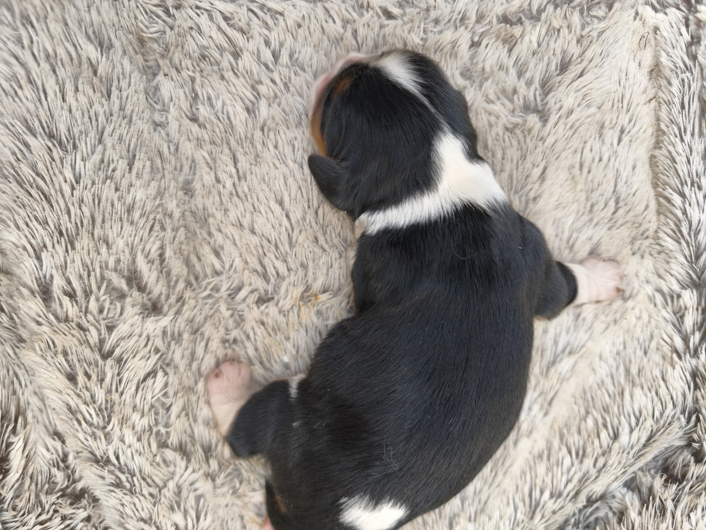 Les Rondoudoux De L'Ile Aux Rêves Bleu - Chiots disponibles - Cavalier King Charles Spaniel