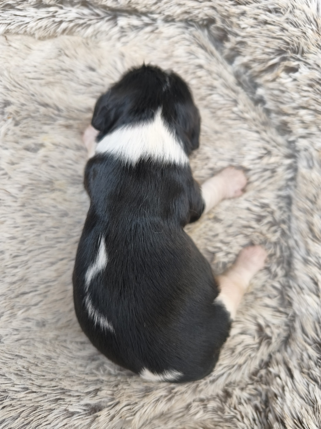 Les Rondoudoux De L'Ile Aux Rêves Bleu - Chiots disponibles - Cavalier King Charles Spaniel