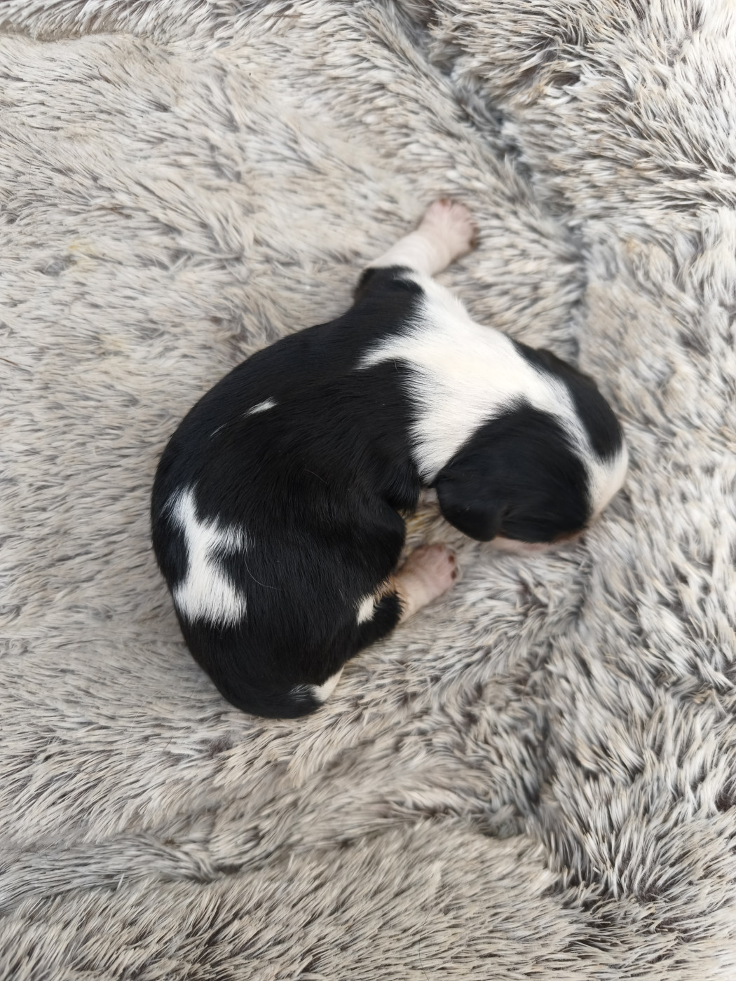 Les Rondoudoux De L'Ile Aux Rêves Bleu - Chiots disponibles - Cavalier King Charles Spaniel